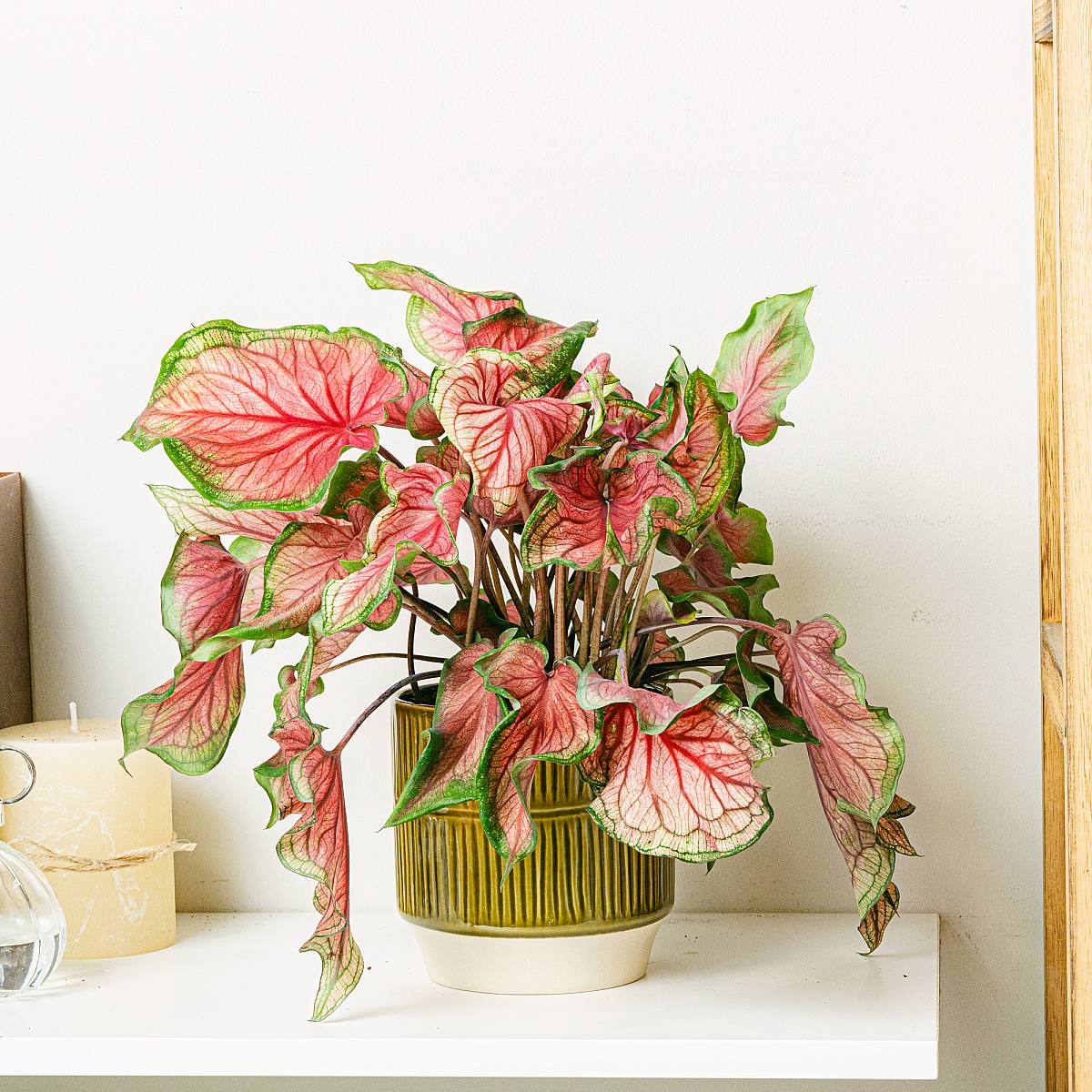 Caladium Sweathart (Červený) picture 2