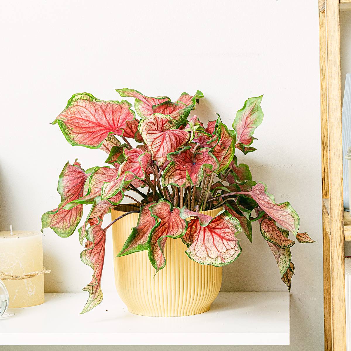 Caladium Sweathart (Červený) picture 3