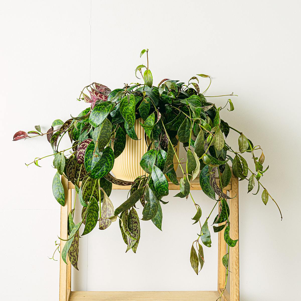 Aeschynanthus marmoratus picture 2