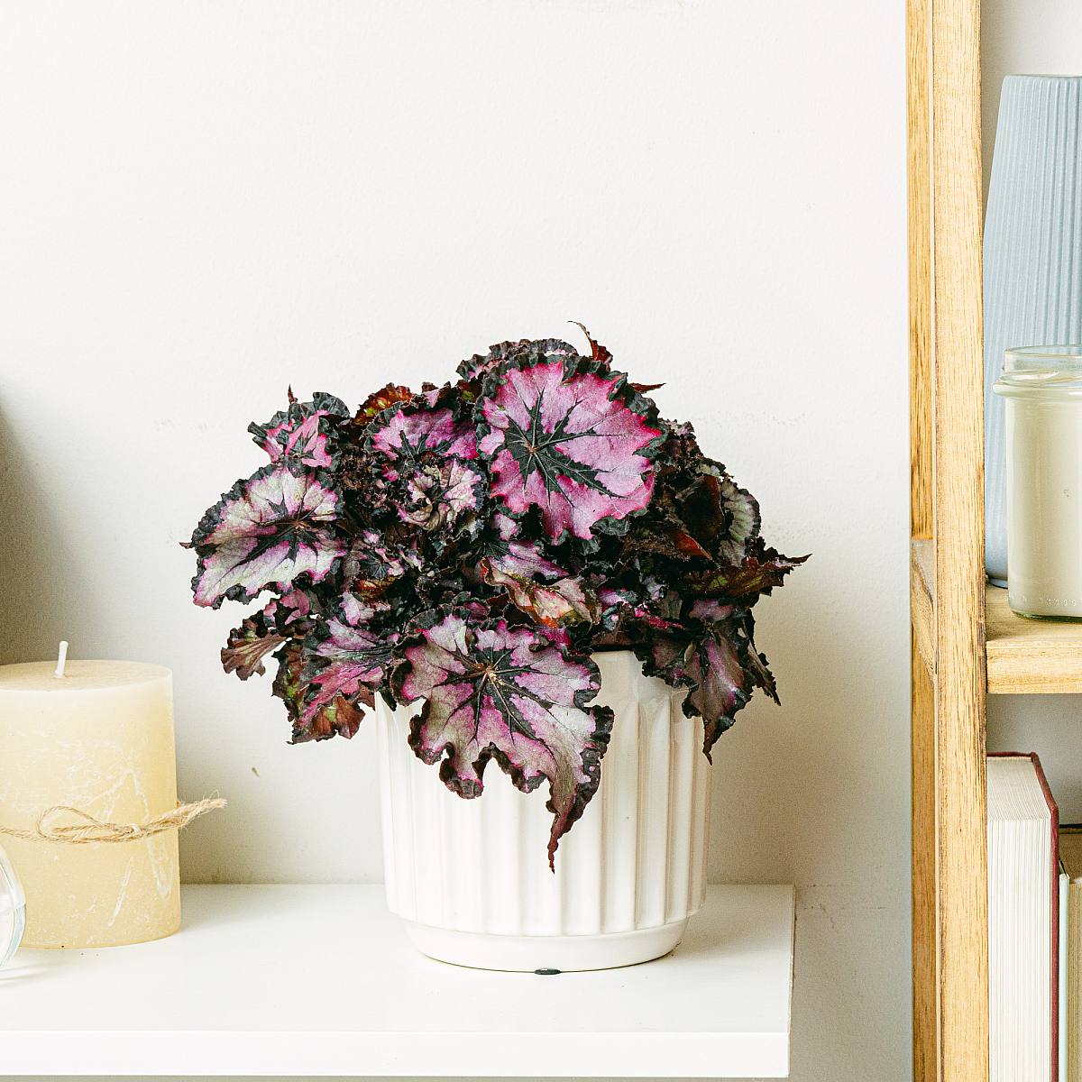 Begonia Rex Sardanna picture 0