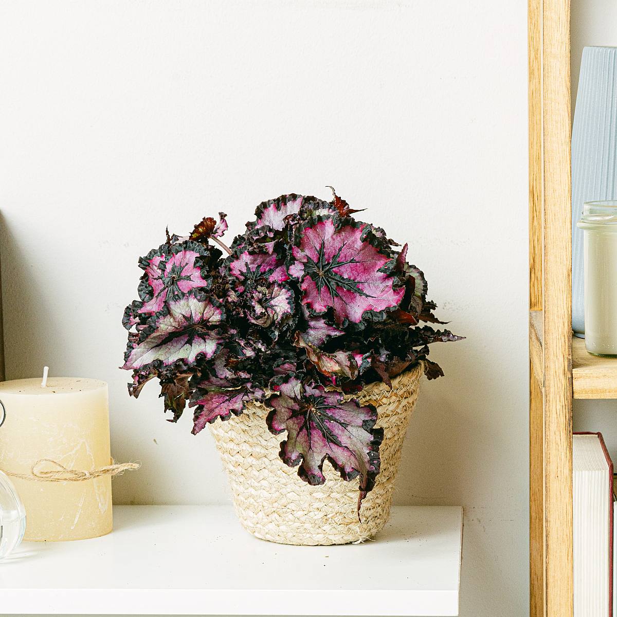 Begonia Rex Sardanna picture 2