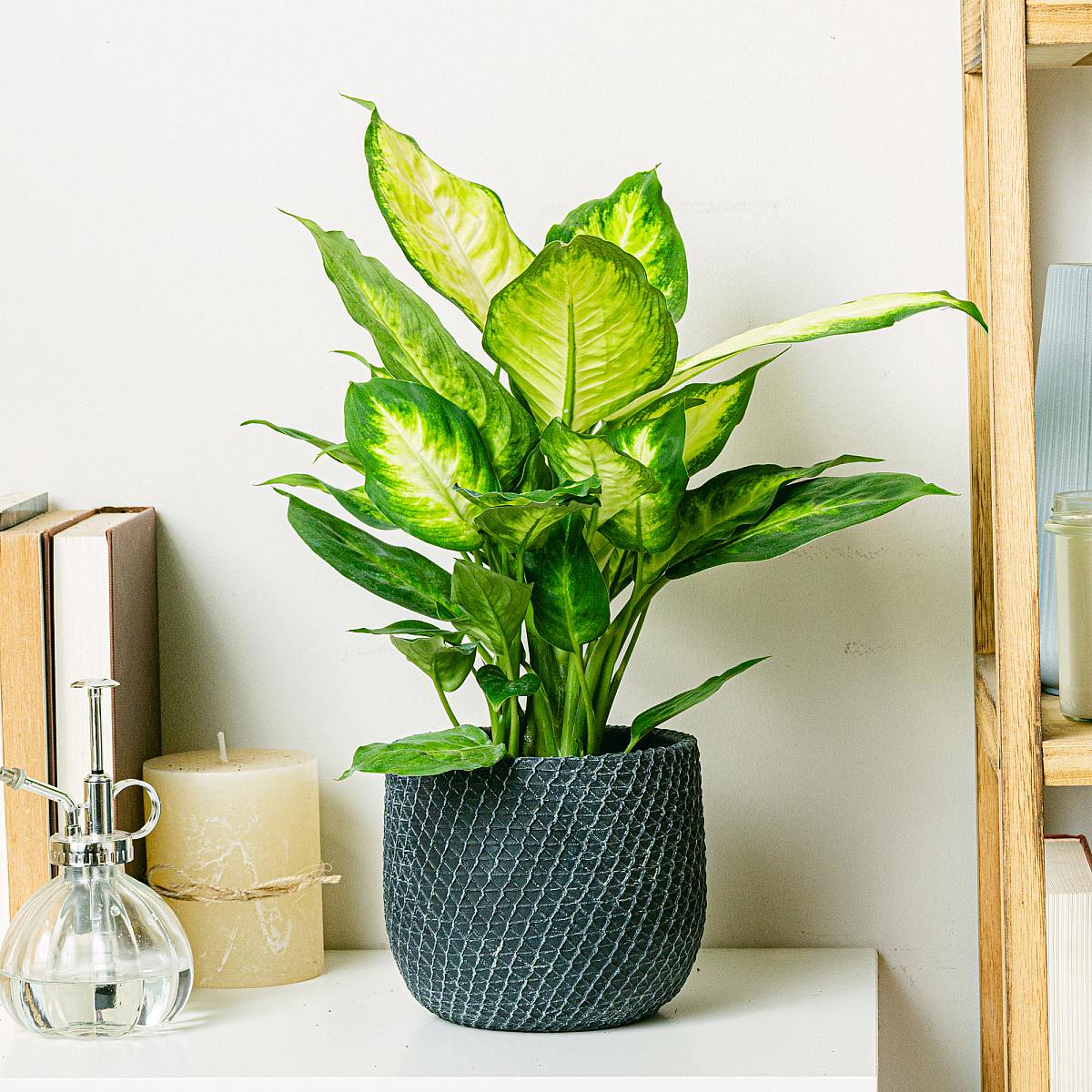 Dieffenbachia Camille picture 2