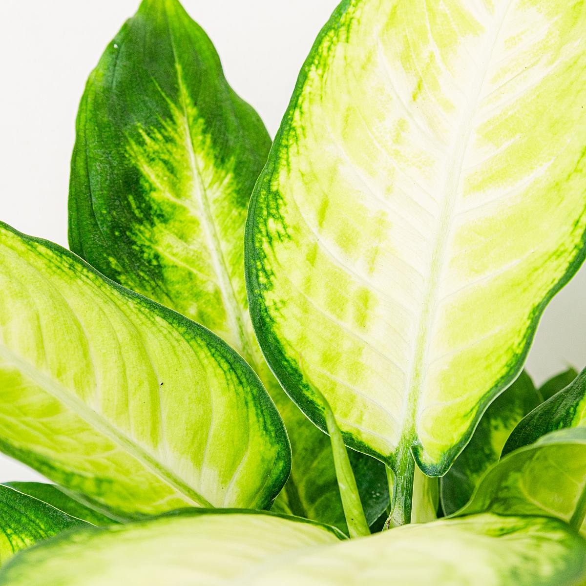 Dieffenbachia Camille picture 4