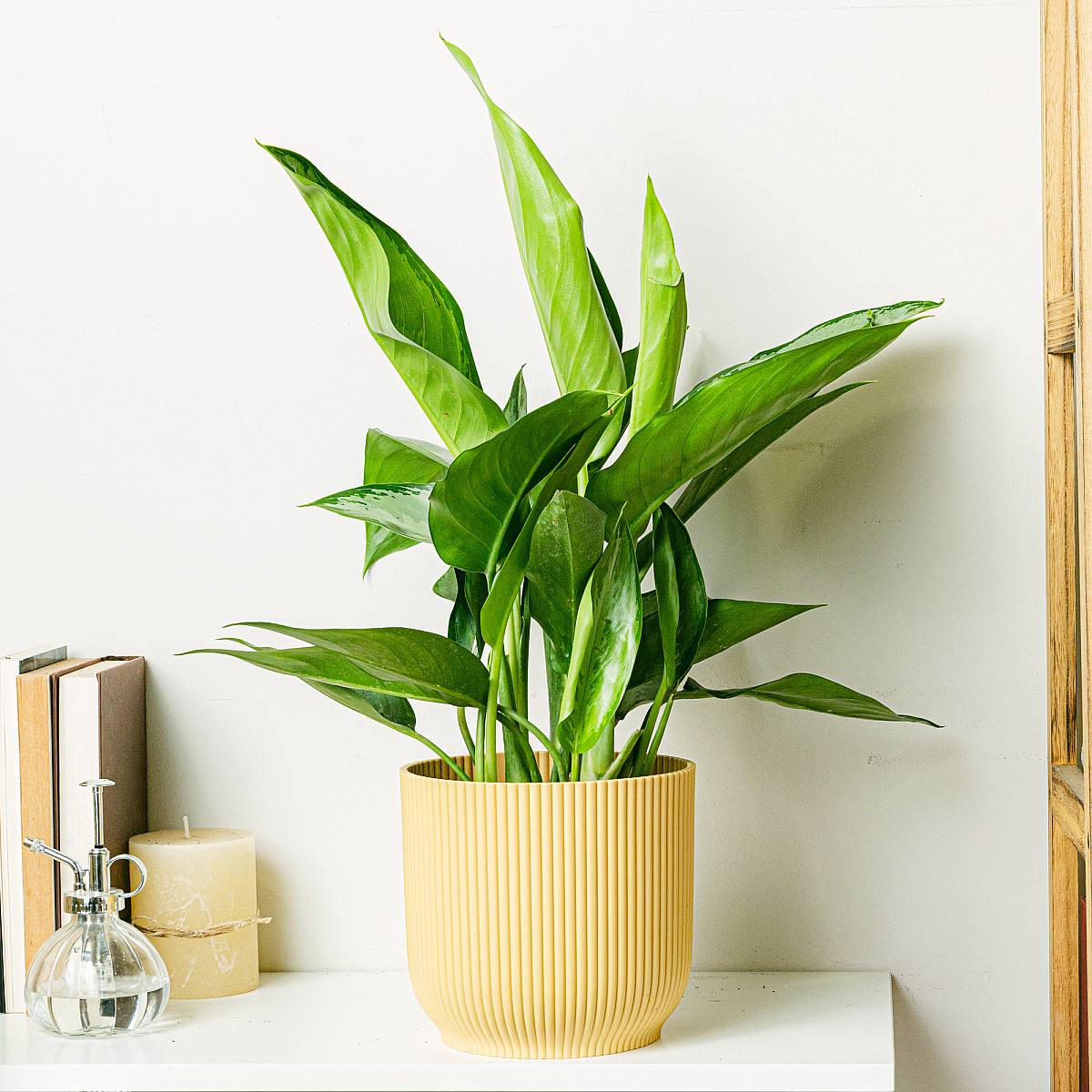 Aglaonema Silver Queen picture 2