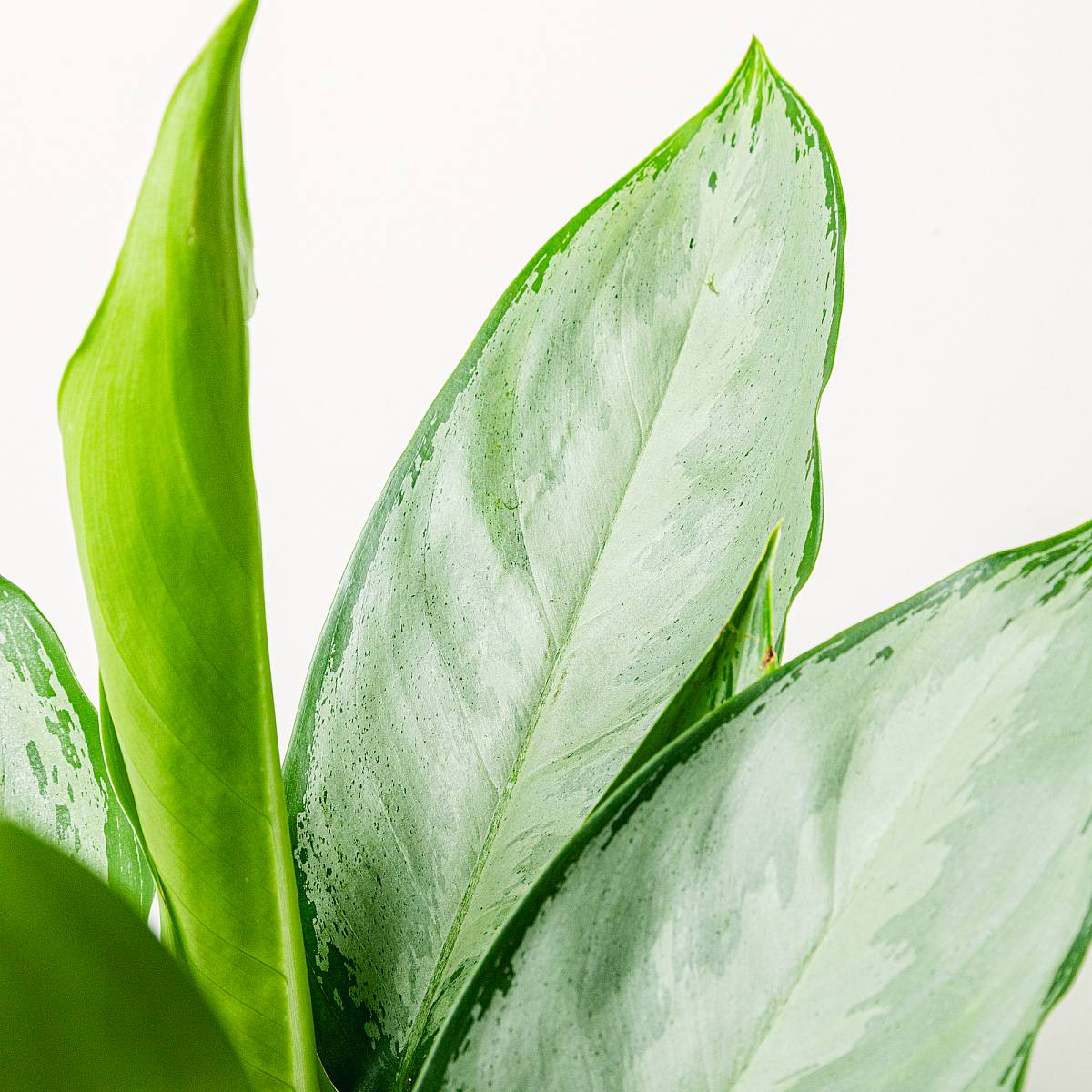 Aglaonema Silver Queen picture 3
