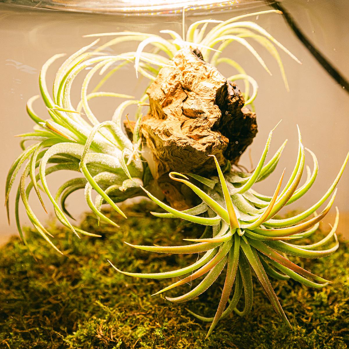 Terárium s Tillandsií Lumi picture 2