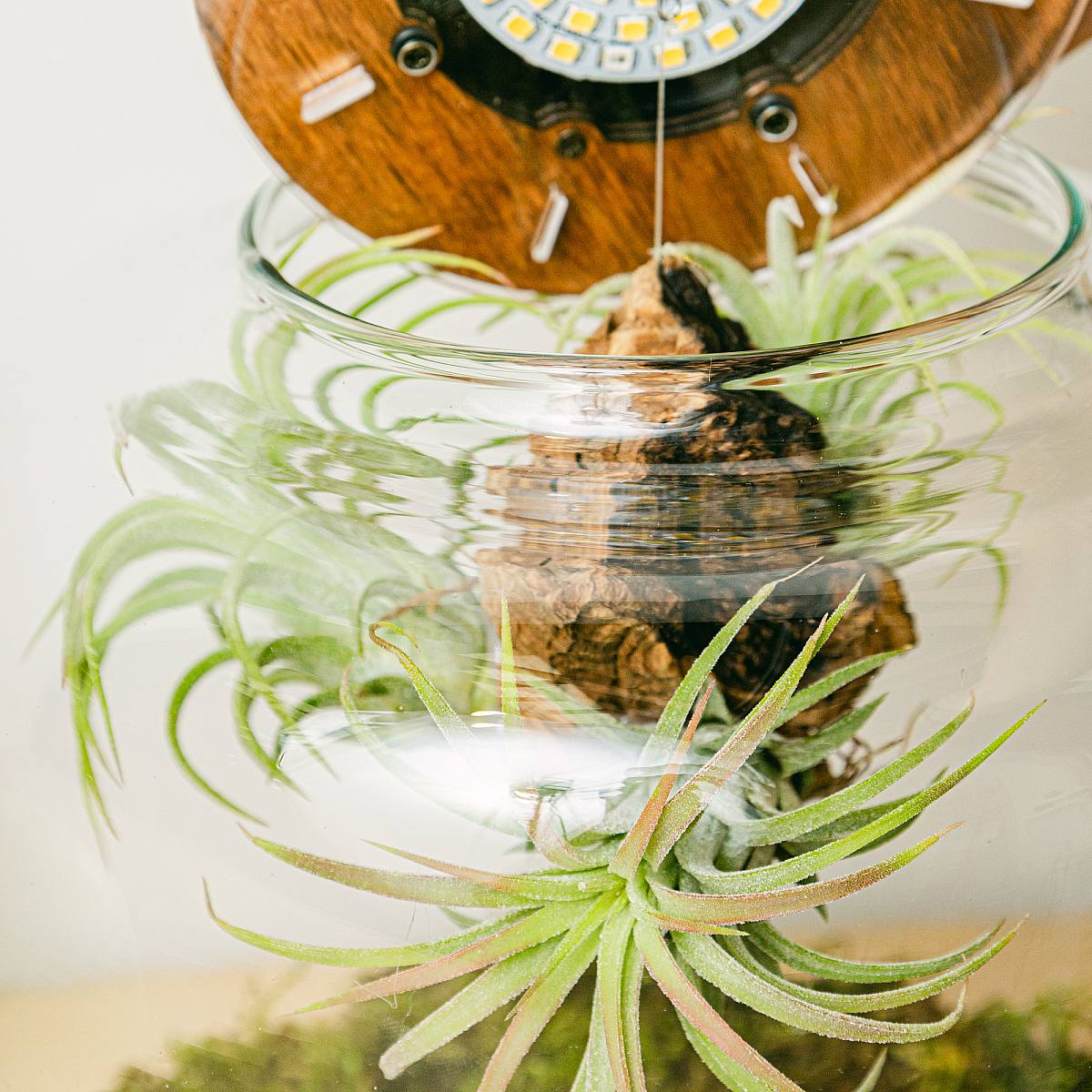 Terárium s Tillandsií Lumi XL picture 4