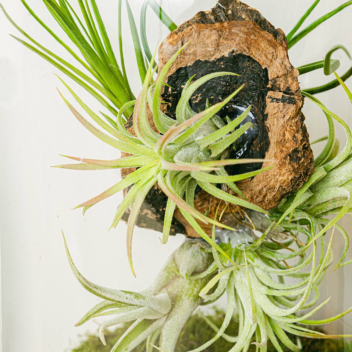 Terárium s Tillandsií Lumi XL picture 3