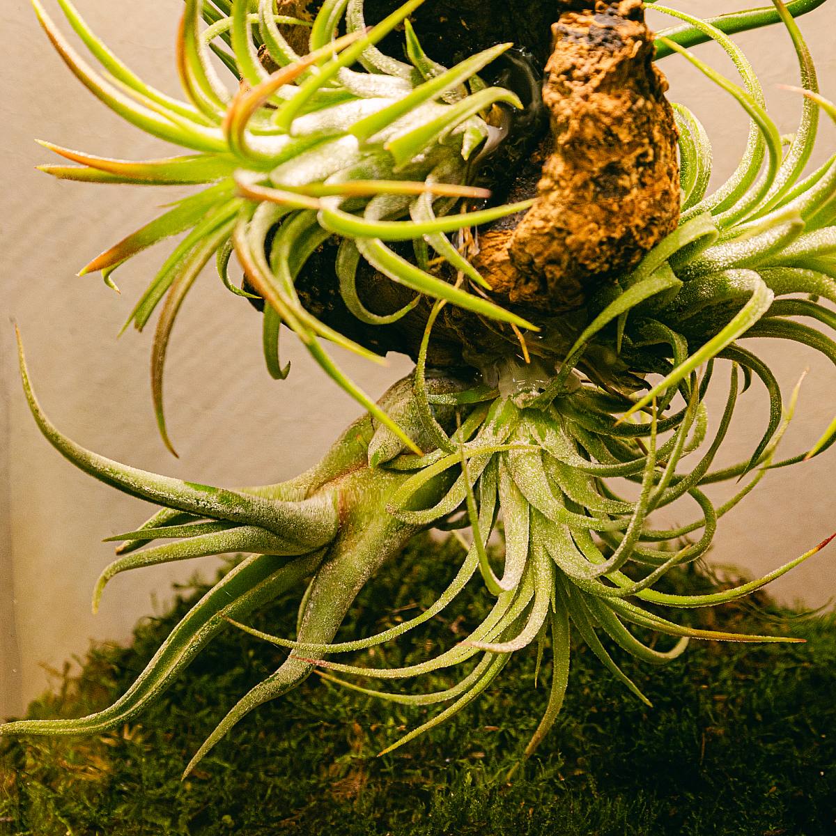 Terárium s Tillandsií Lumi XL picture 5