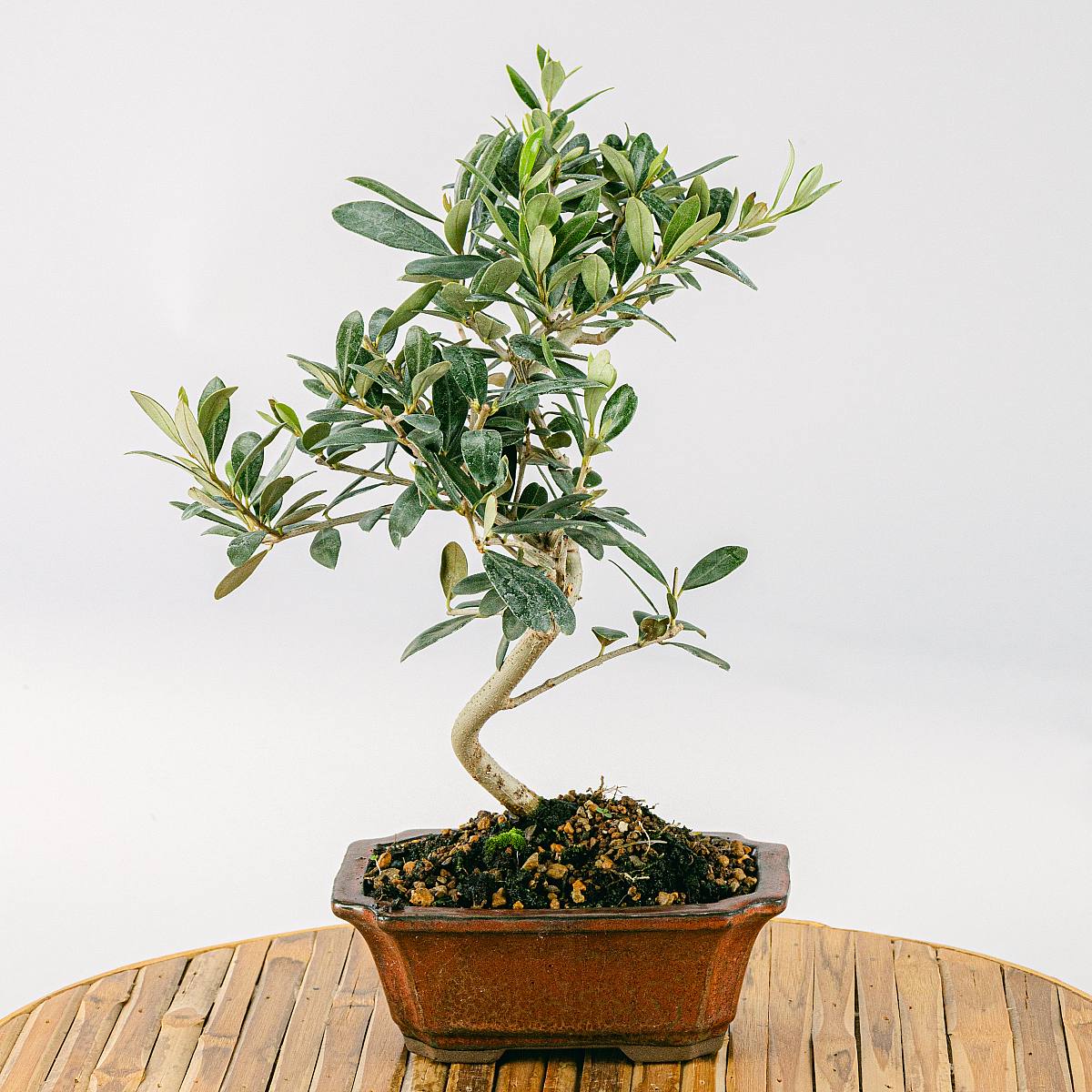 Bonsai Olea Eurpoea (7 lat) picture 0