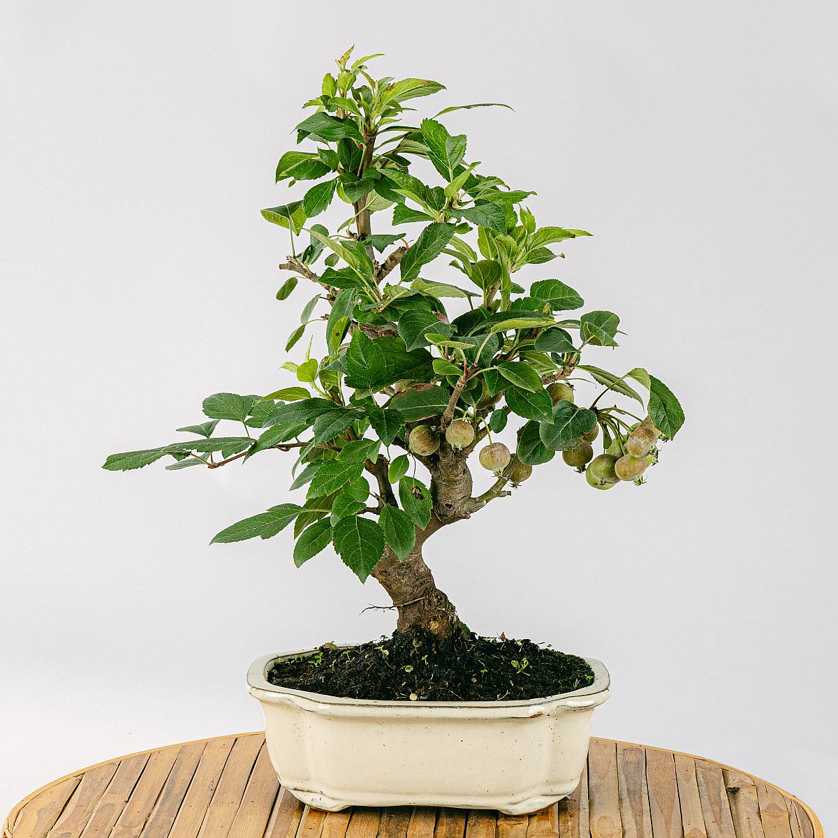 Bonsái 10 años Malus sp picture 4