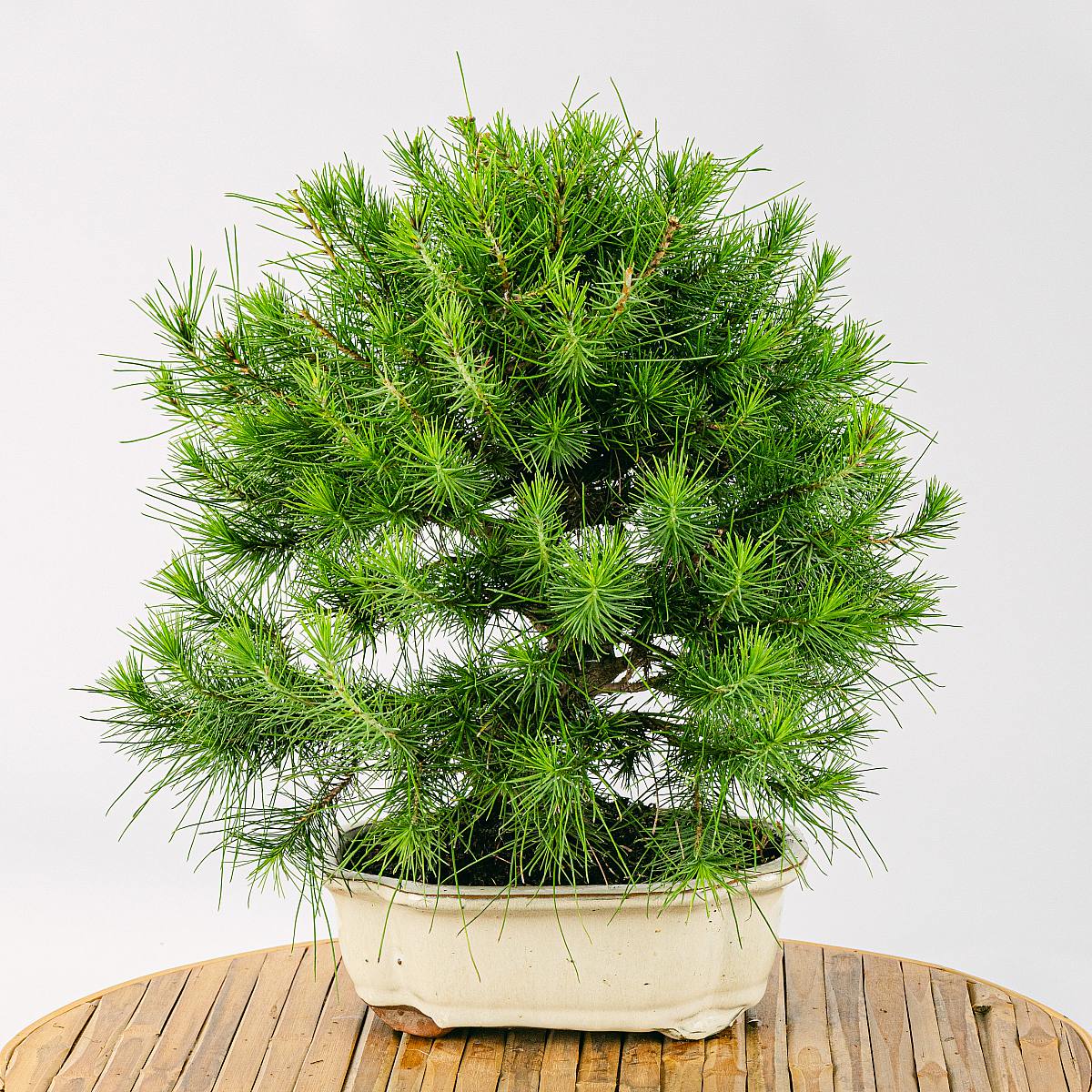 Bonsai 10 anni Pinus Halepensis picture 3