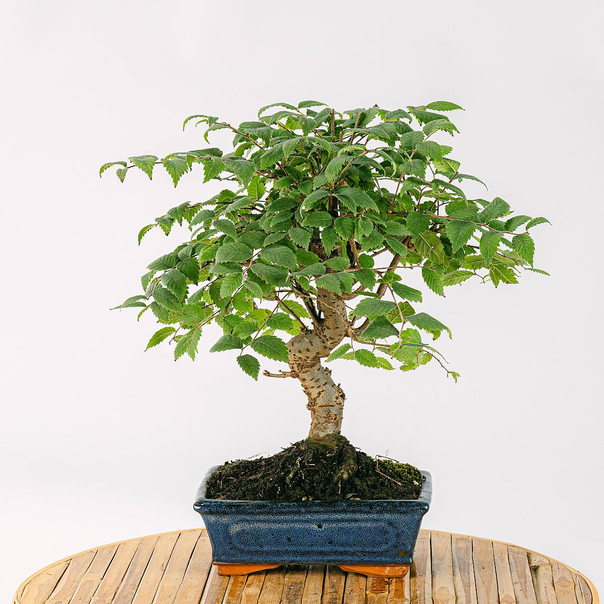 Bonsai Zelkova - Ein winterharter Bonsai