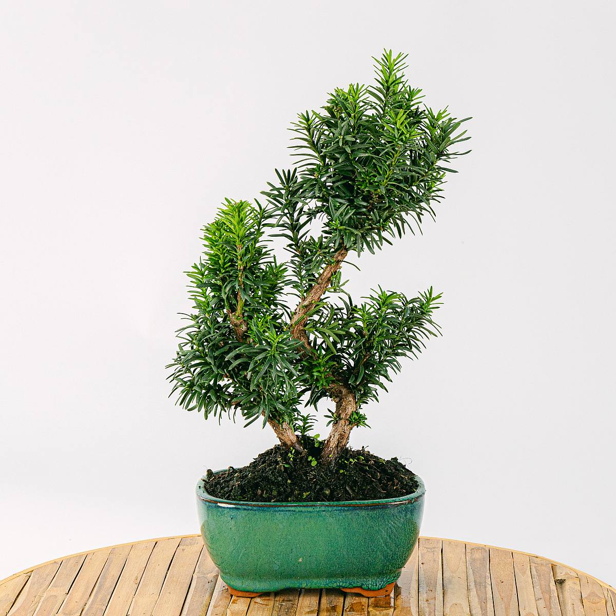 Bonsái 9 años Taxus media picture 3