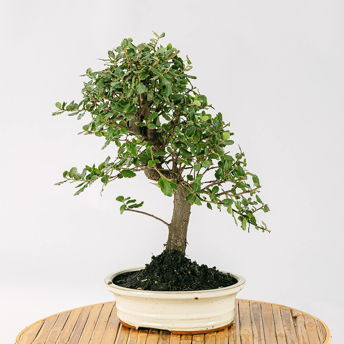 Bonsaj 10 let Quercus Suber picture 1