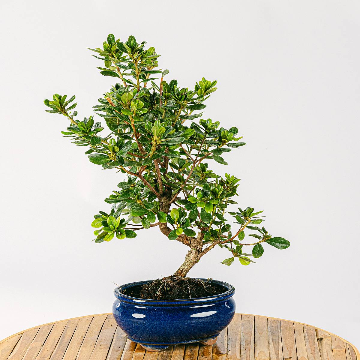 Bonsai 9 anni Podocarpus Macrophyllus picture 0