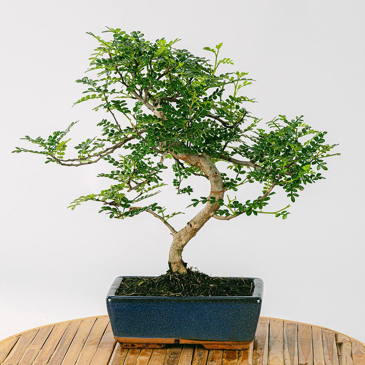 Bonsai Zanthoxylum Piperitum 8 Jahre picture 0