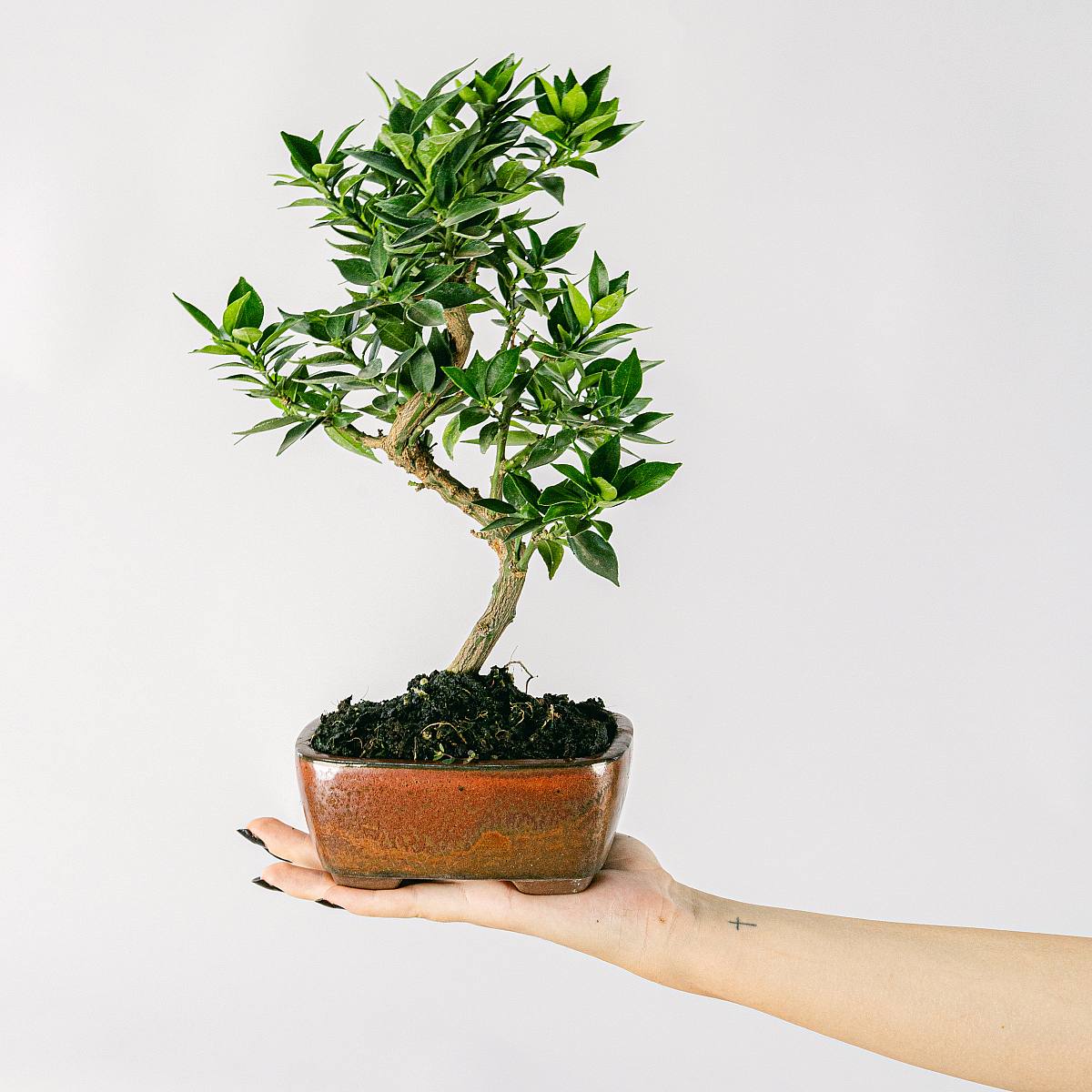 7 let stará bonsaj Citrus myrtifolia picture 1