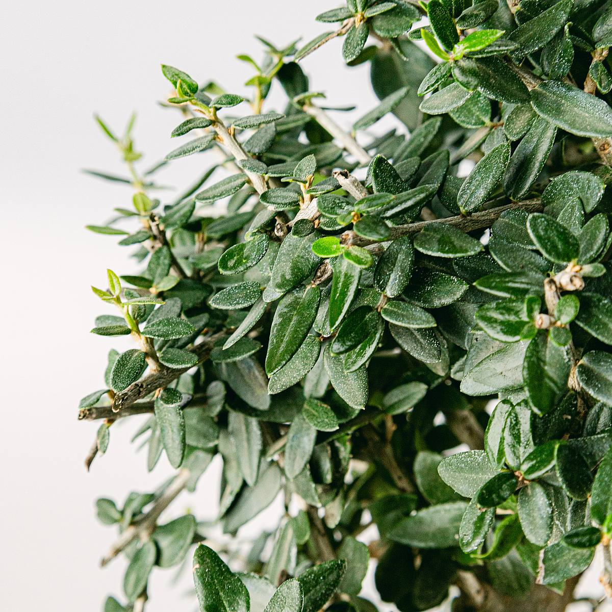 Bonsai Ulivo 7 anni picture 2