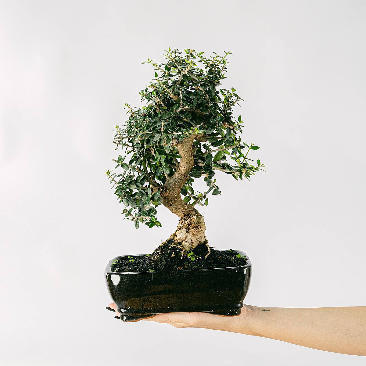 Bonsai Ulivo 7 anni picture 1