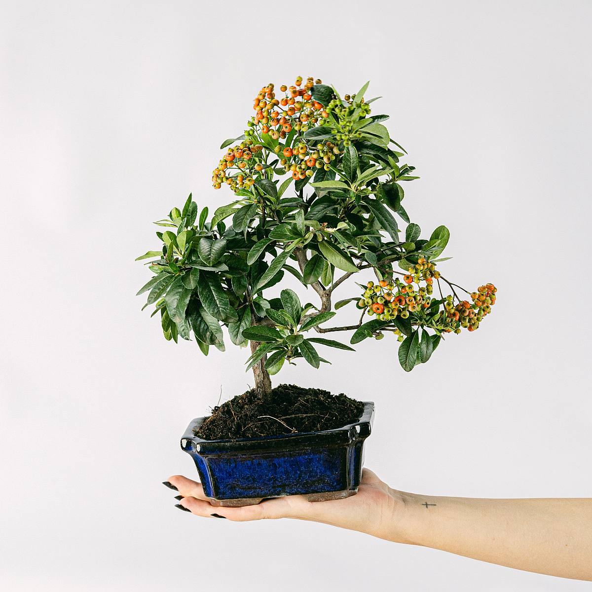 Bonsai 7 jaar oud Pyracantha sp. ZP-b2 picture 1