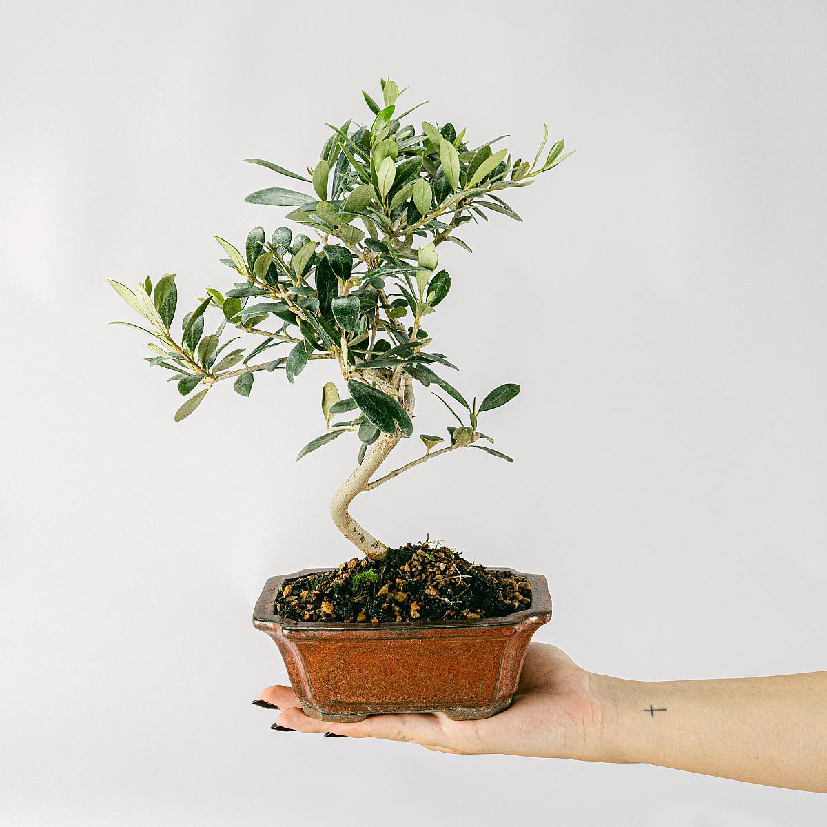 Bonsai Olea Eurpoea (7 lat) picture 1