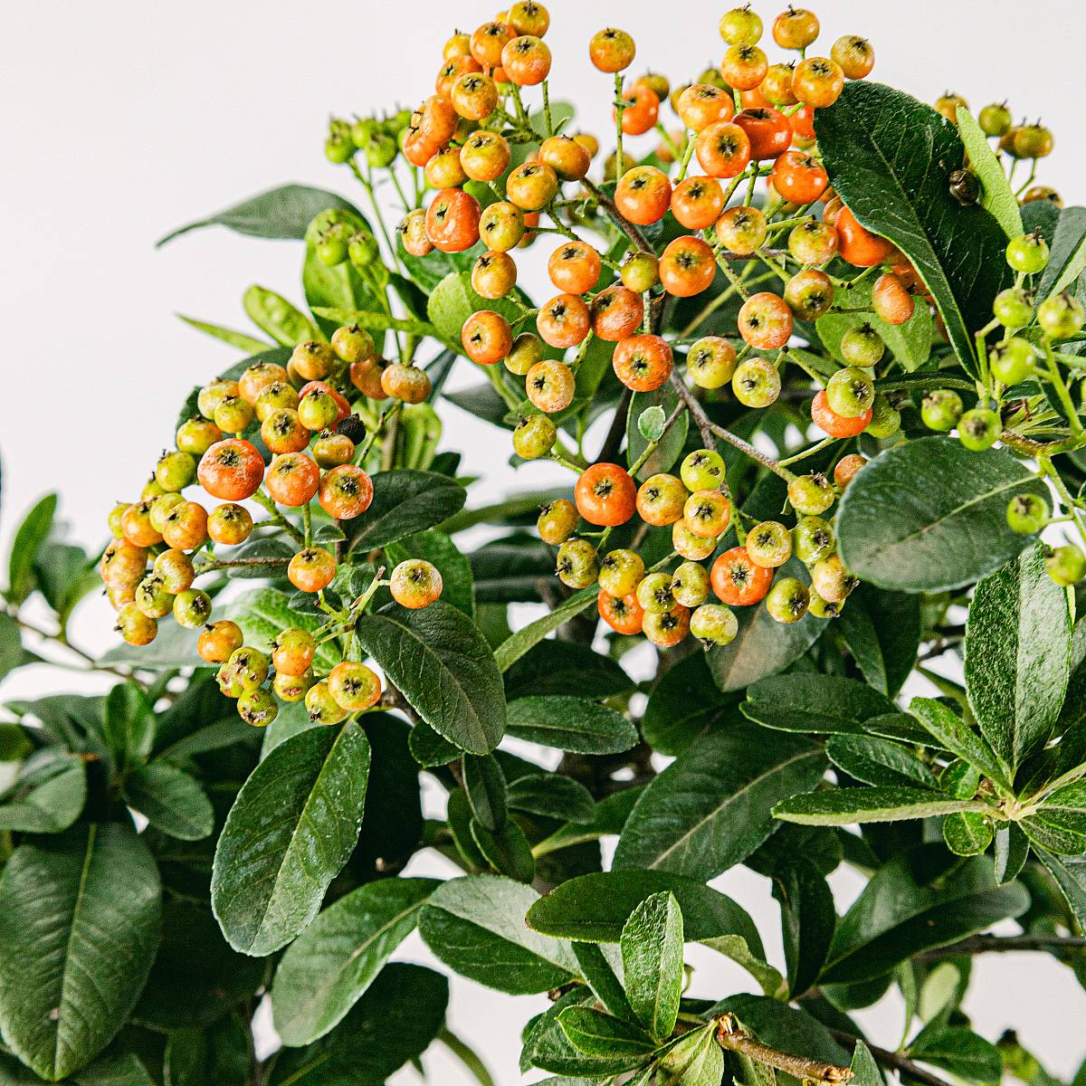 Bonsai 7 jaar oud Pyracantha sp. ZP-b2 picture 2