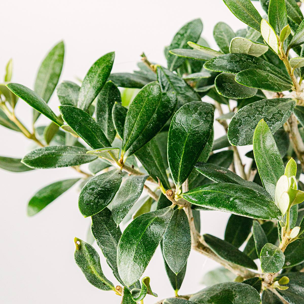 Bonsai Olea Eurpoea (7 lat) picture 2