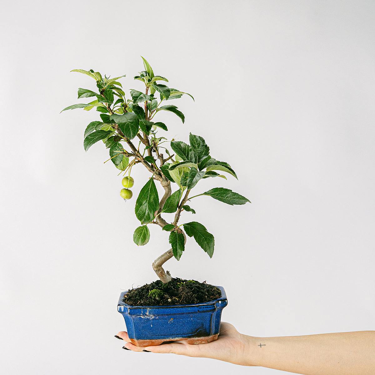 Bonsai 7 let Malus sp picture 1