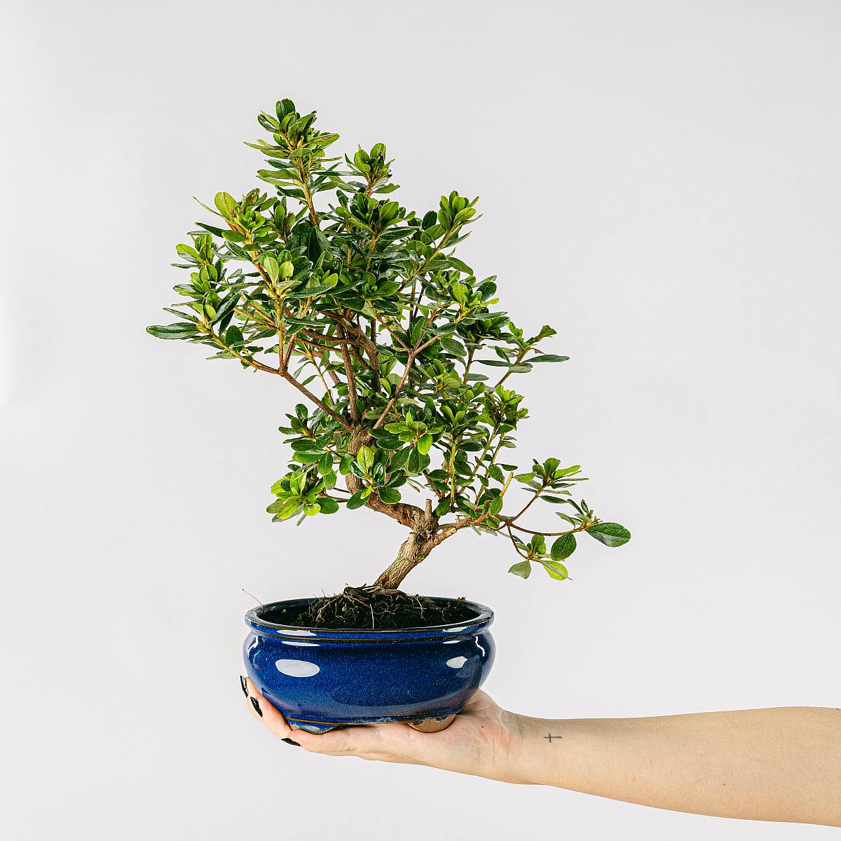 Bonsai 9 anni Podocarpus Macrophyllus picture 1