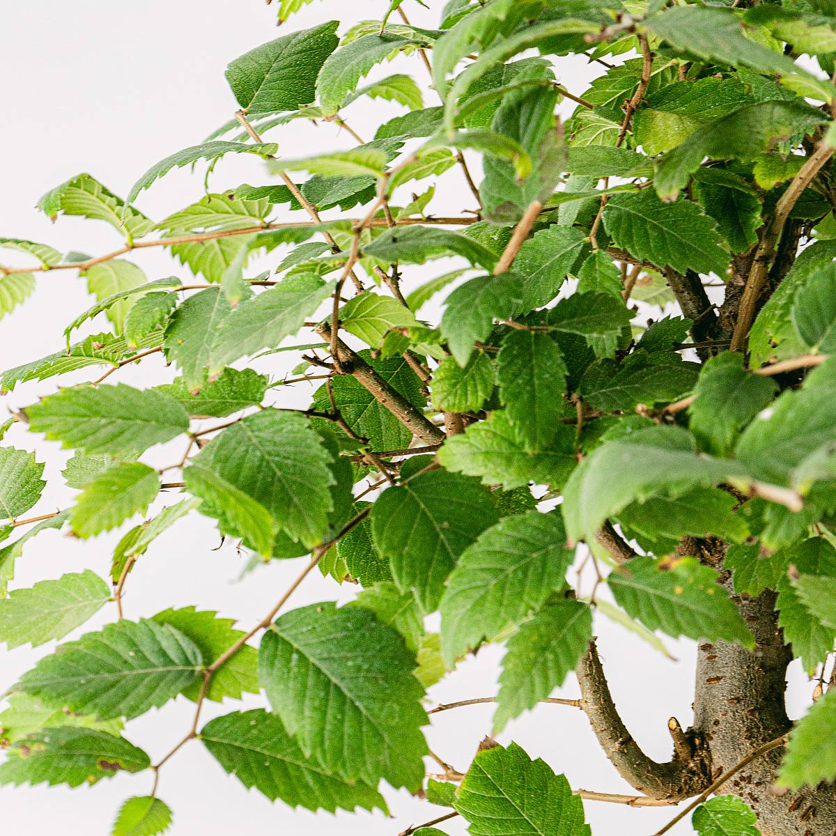 Bonsai Zelkova serrata 9 Jahre alt picture 1
