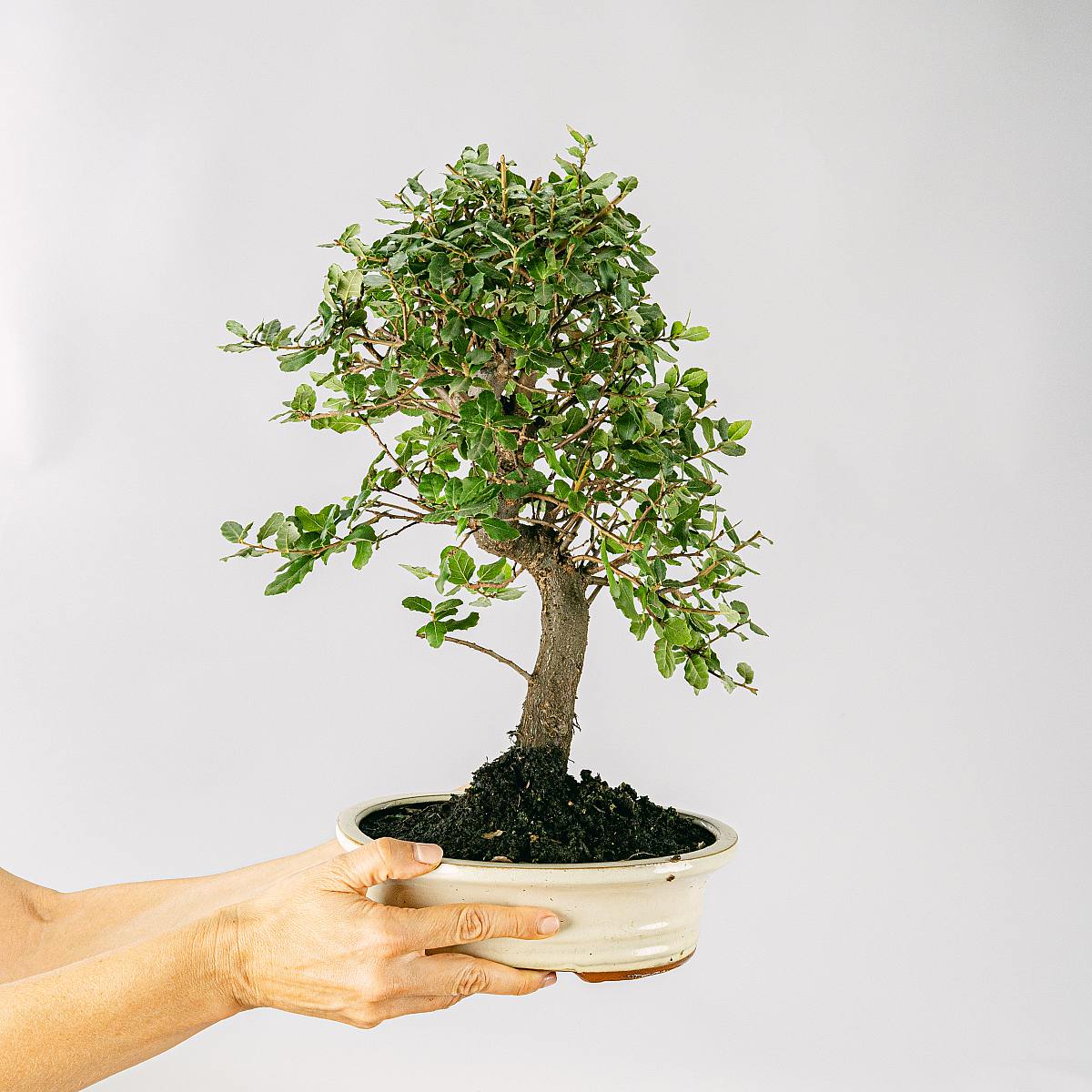 Bonsaj 10 let Quercus Suber picture 3