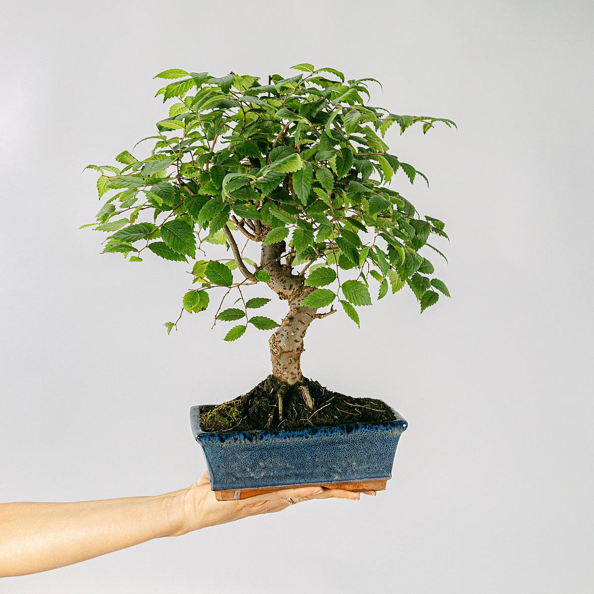 Bonsai Zelkova serrata 9 Jahre alt picture 2