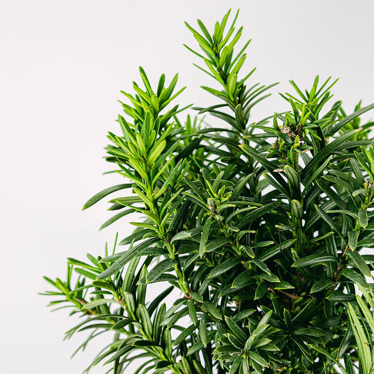 Bonsái 9 años Taxus media picture 1