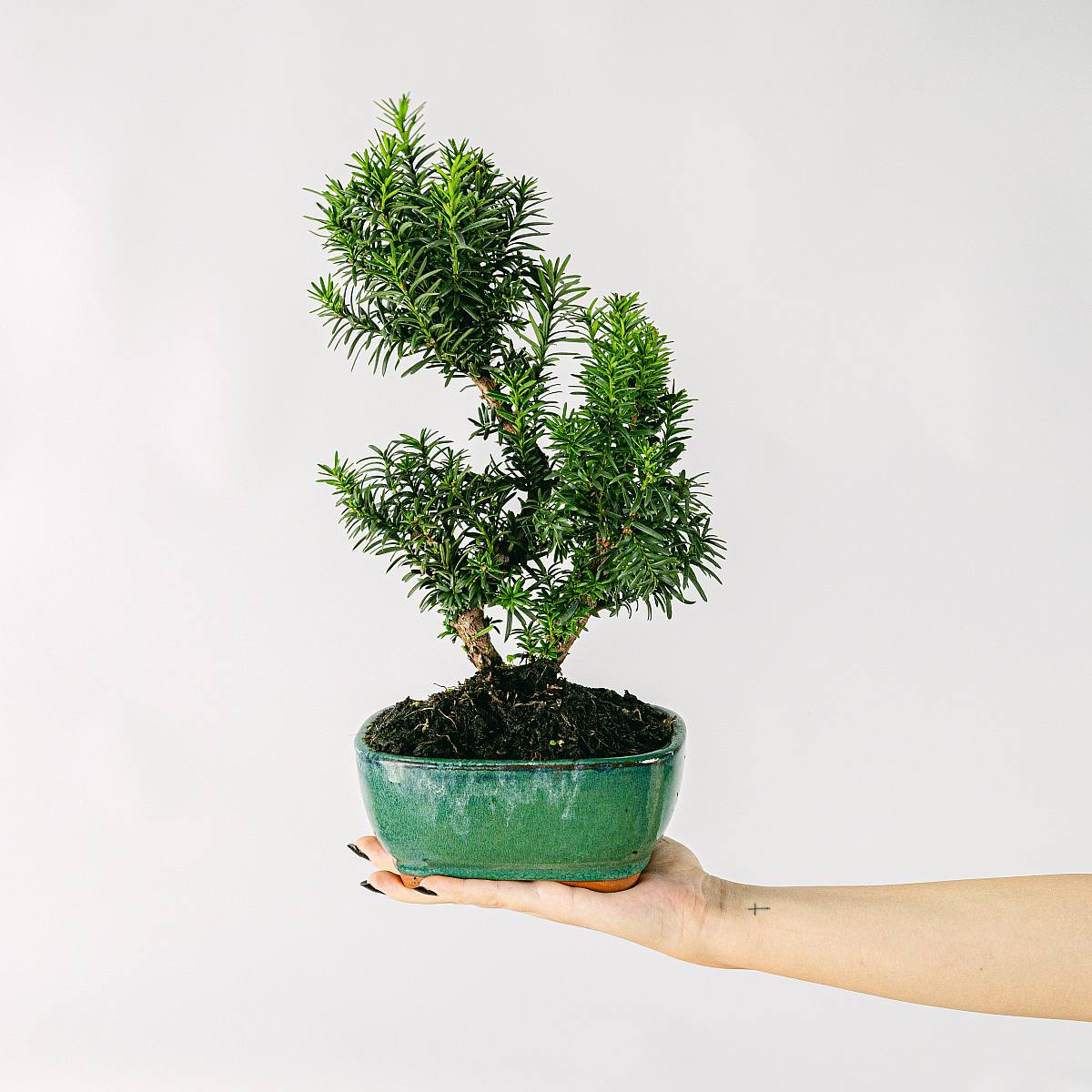 Bonsái 9 años Taxus media picture 2