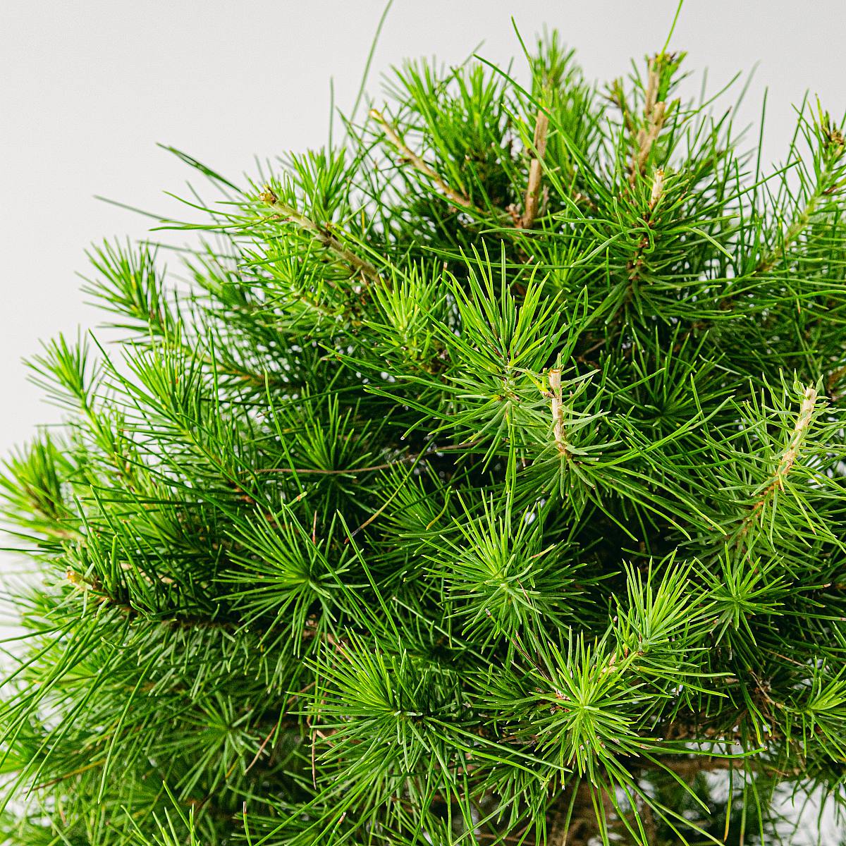Bonsai 10 anni Pinus Halepensis picture 2