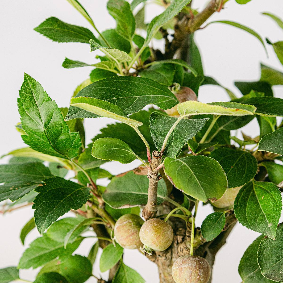 Bonsái 10 años Malus sp picture 2