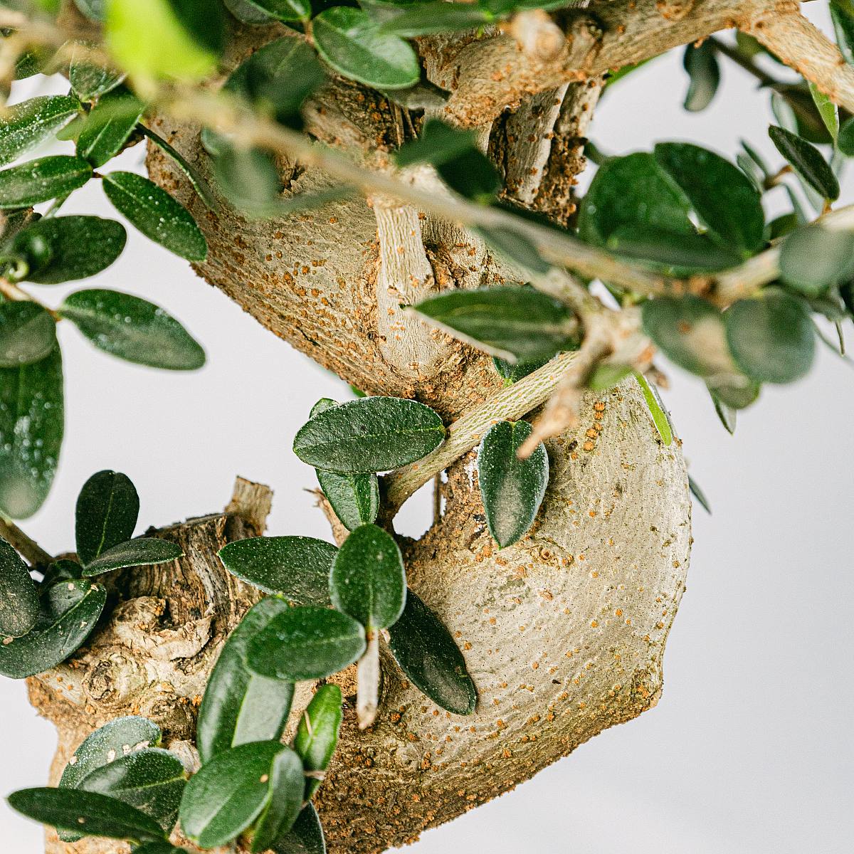 Bonsai 12 años Olea Europaea picture 1