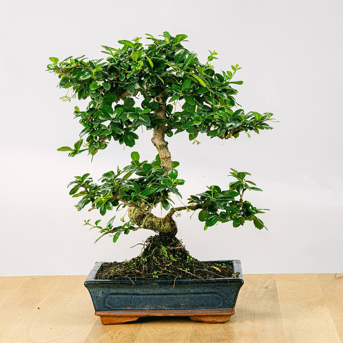 Bonsai 10 let Carmona microphylla picture 1