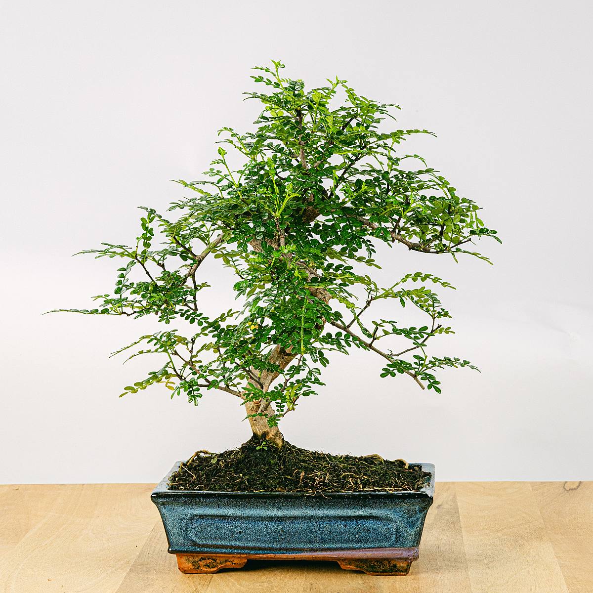 substrat ficus bonsai Ficus ginseng microcarpa (Ficus Bonsai) 6/7cm | For Sale
