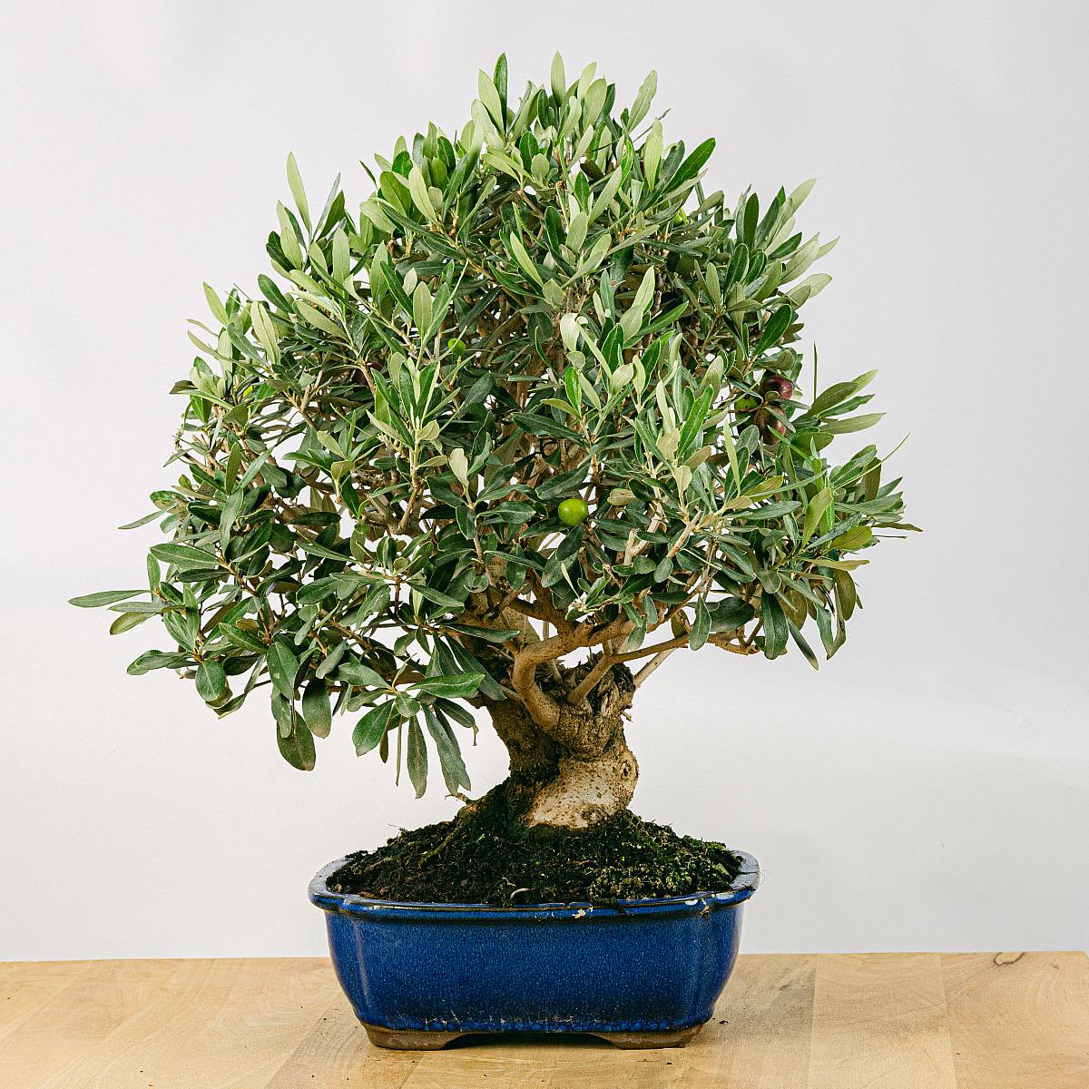 Bonsai 18 let Olea Europaea picture 1