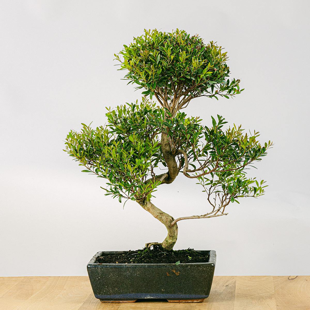 Bonsai 10 años Syzigium Buxifolium picture 1