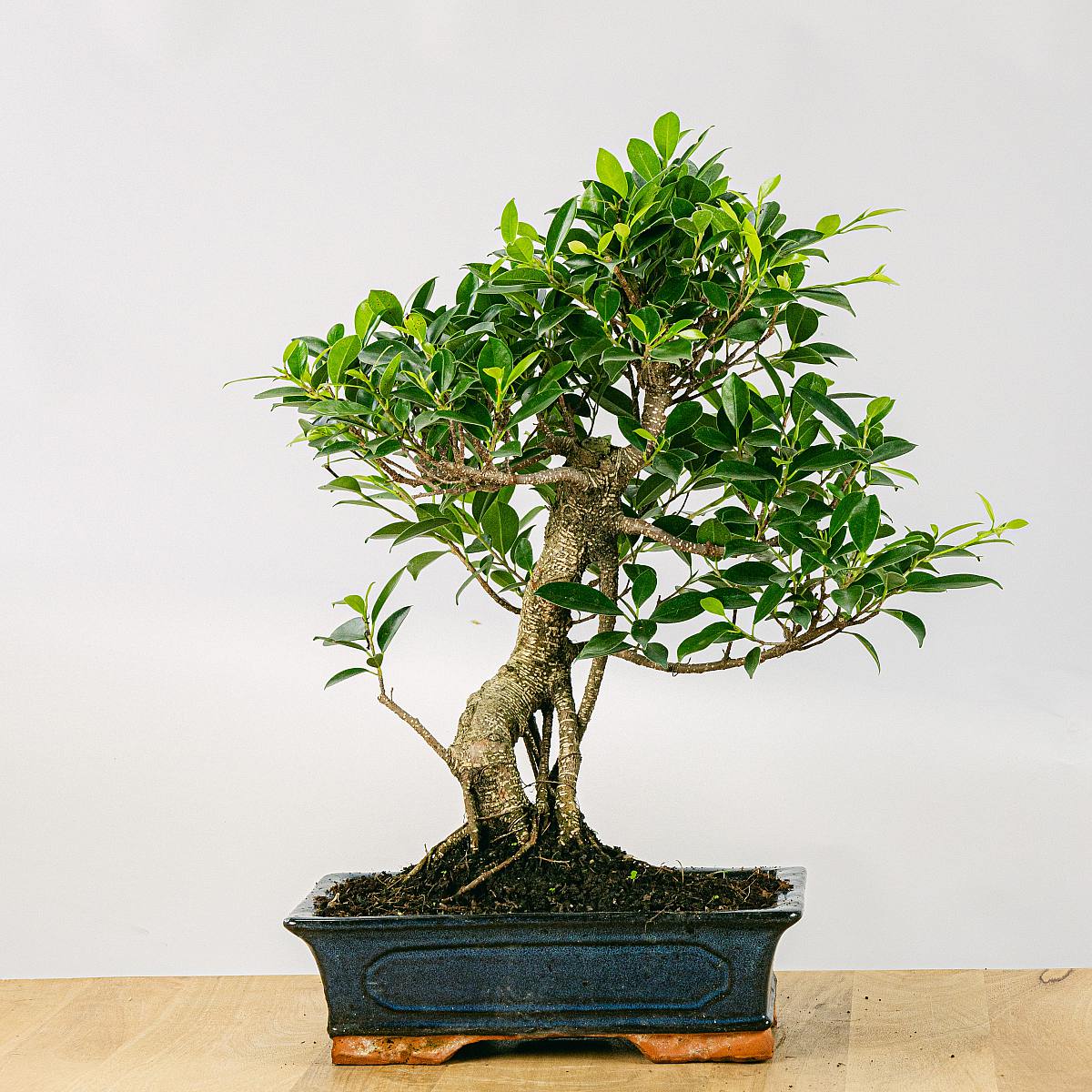 Bonsaj 16 let Ficus retusa picture 1