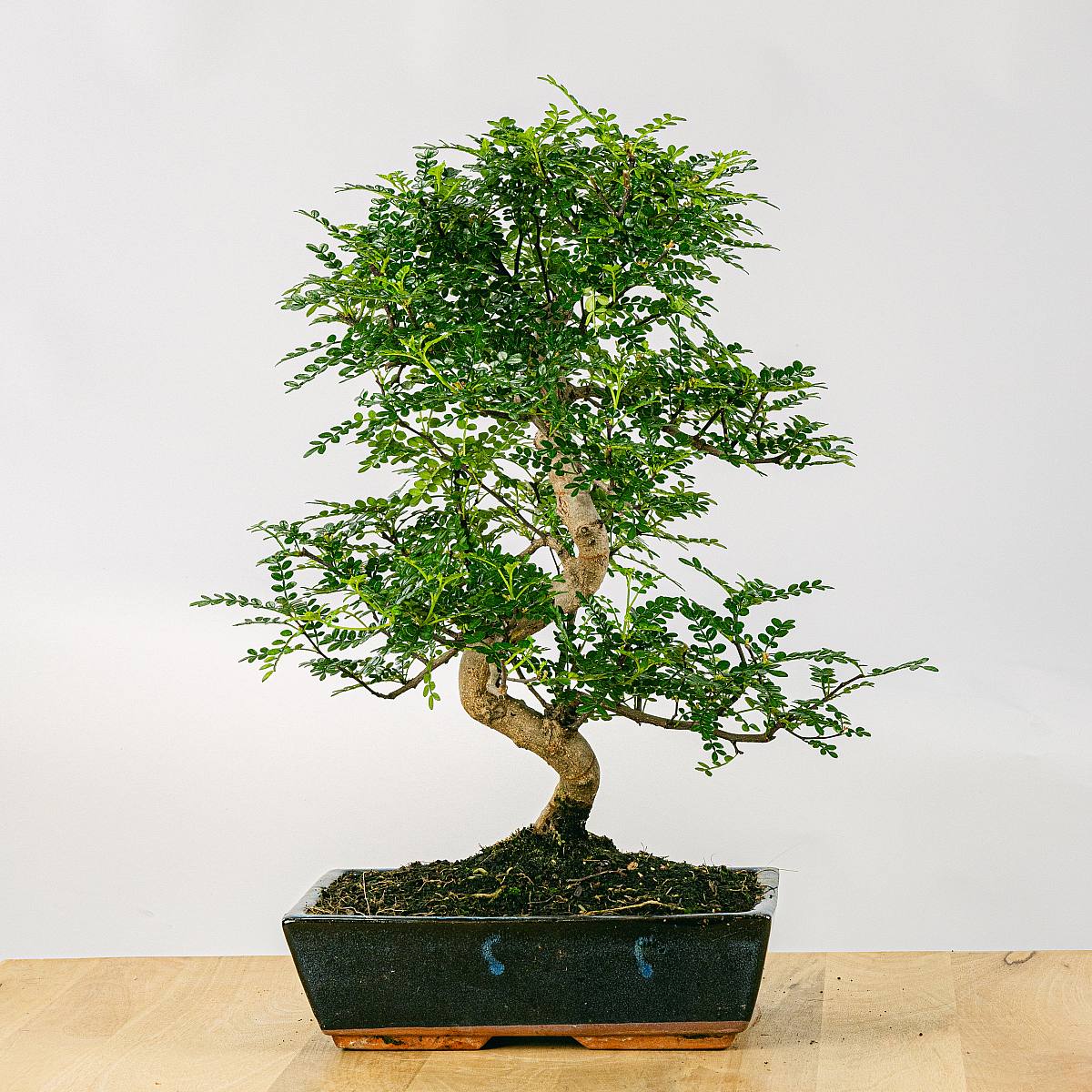 Bonsaj 16 let Zanthoxylum Piperitum picture 1
