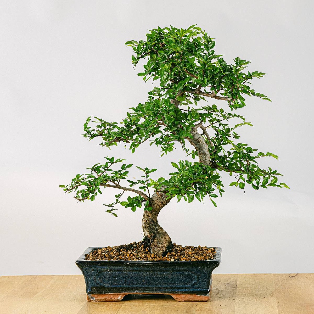 Bonsai 16 ans Zelkova picture 1