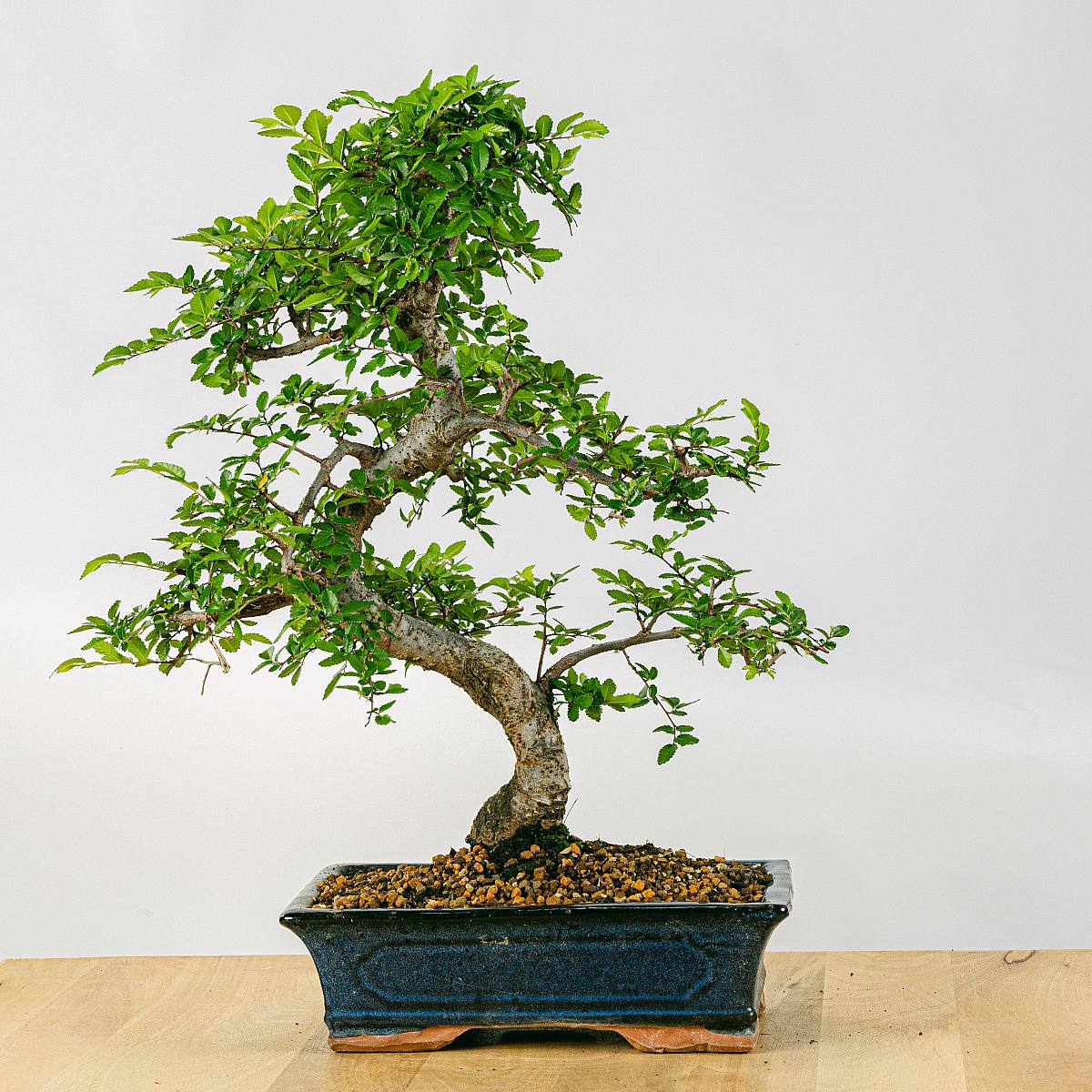 Bonsai Zelkova 16 Jahre alt