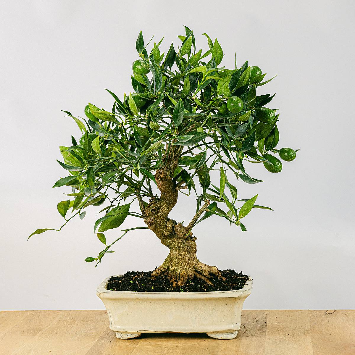 Bonsai 19 Jahre alt Citrus Limencuat - Bonsai Orangenbaum