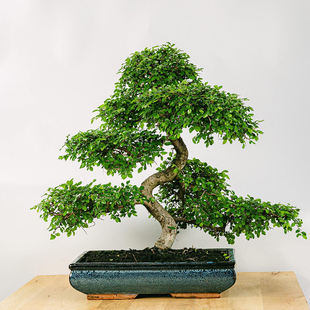 Bonsai 24 anos Zelkova parvifolia picture 0