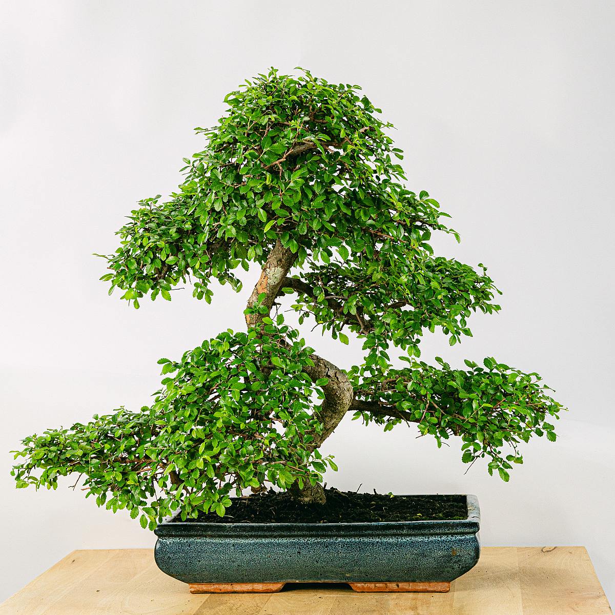 Bonsai 24 anos Zelkova parvifolia picture 1