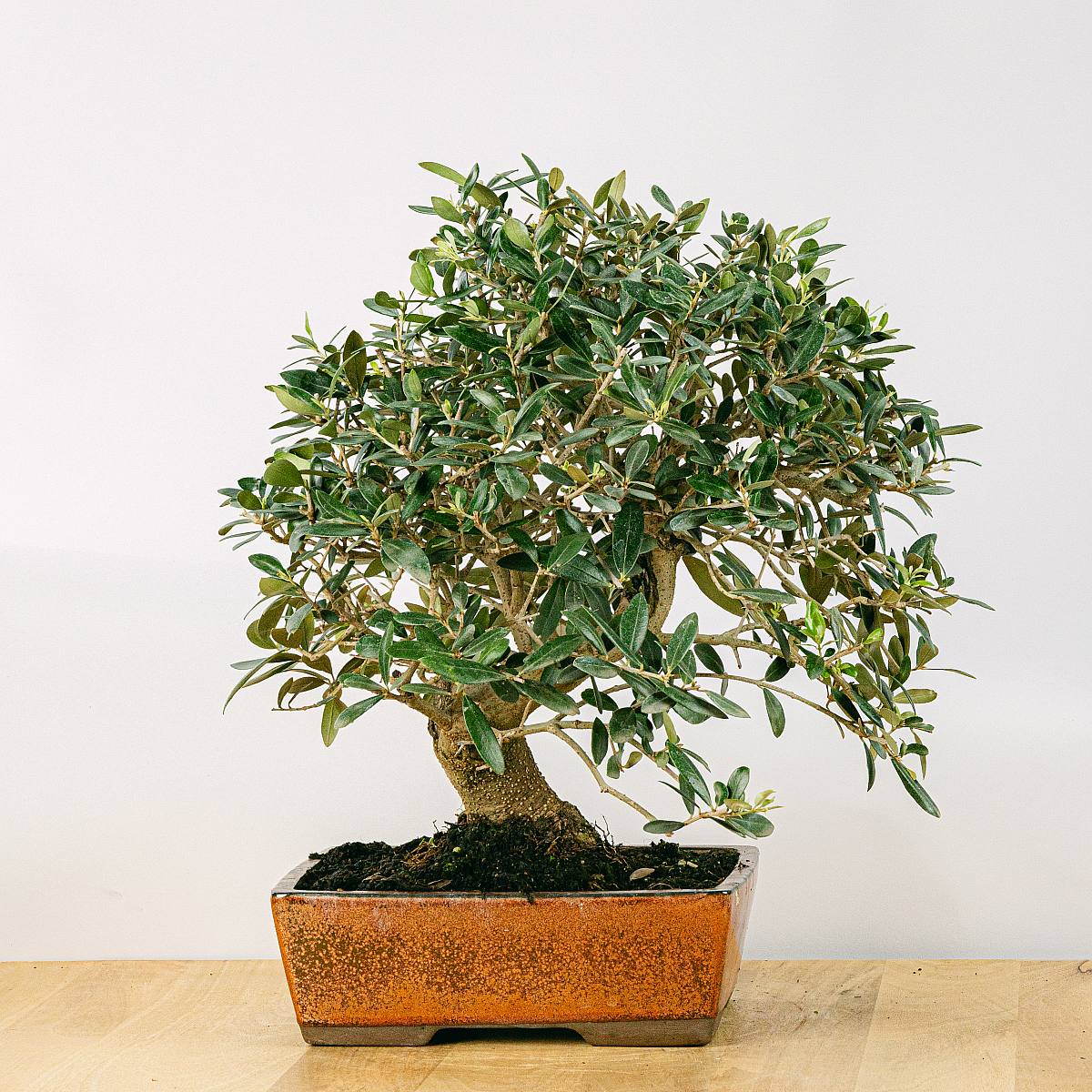 Bonsai 17 år gammel Olea Europaea picture 1
